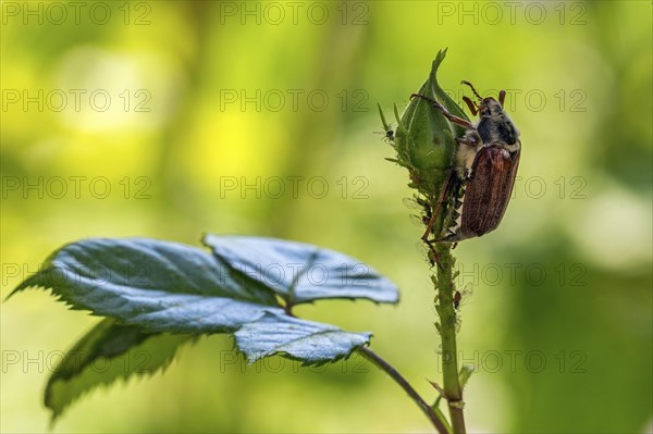 Cockchafer