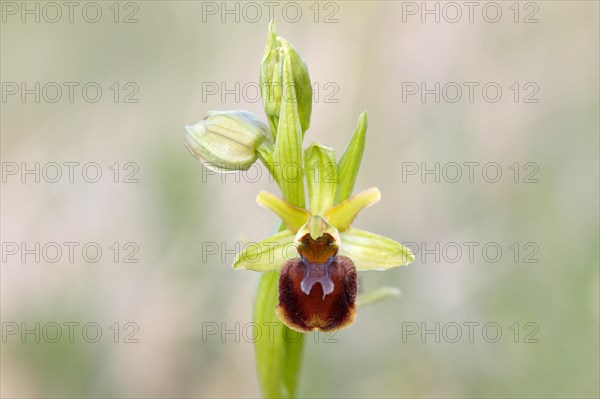 Small spiderwort