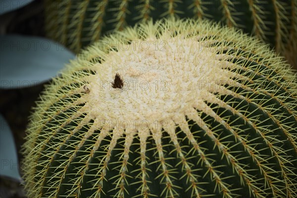 Golden barrel cactus