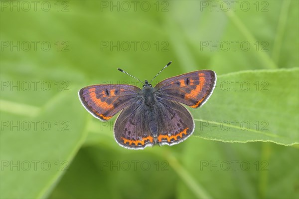 Blue iris fire butterfly