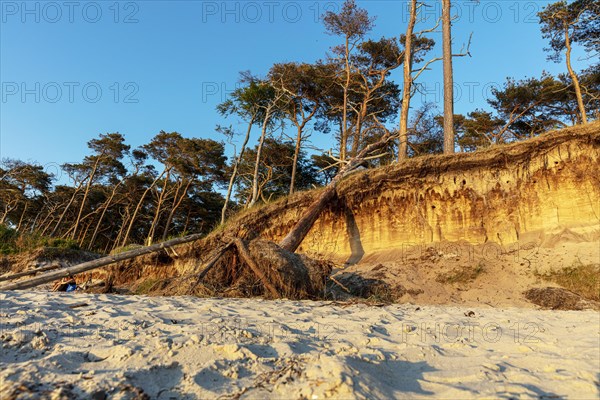 Coastal forest on the beach of the Baltic Sea