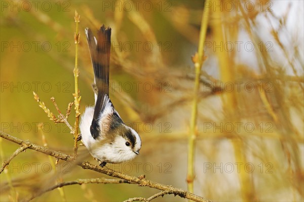 Tail Tit