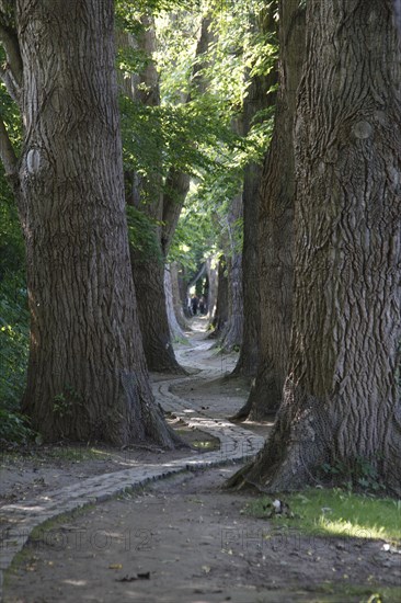 Poplar avenue natural monument on the north side of the Woehrdbad on the Danube island Oberer Woehrd