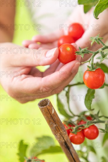 Woman picking ripe cherry tomatoes on the vine in the garden