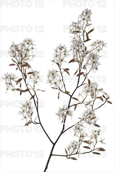 Flowering branch of a snowy mespilus