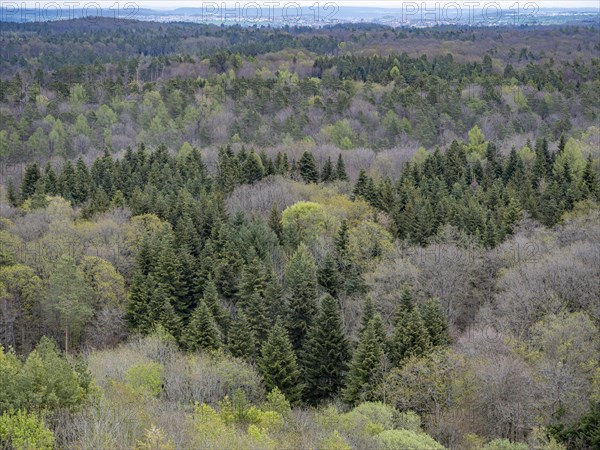 Baeume im Naturpark Schoenbuch bei Herrenberg