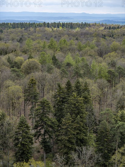 Baeume im Naturpark Schoenbuch bei Herrenberg