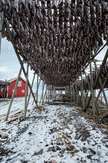 Drying flakes with stockfish cod fish in winter. Reine fishing village