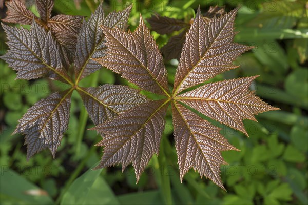 Leaves of show-leaf red