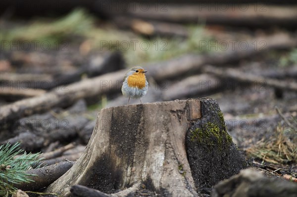 European robin