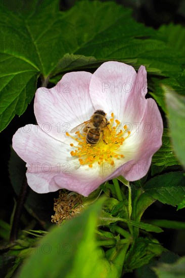 A bee collecting nectar