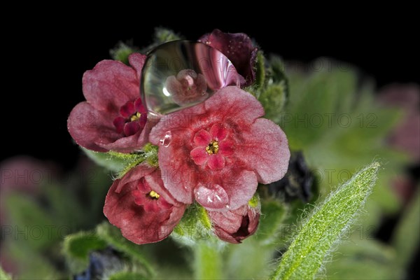 The flower of a common houndstongue