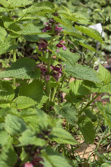 Large-flowered dead-nettle