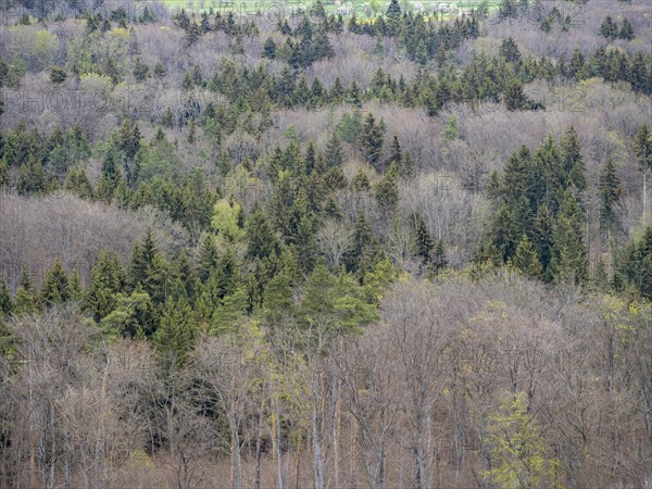 Baeume im Naturpark Schoenbuch bei Herrenberg