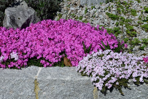 Bluehender Polsterphlox