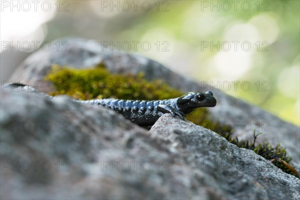 Alpine salamander