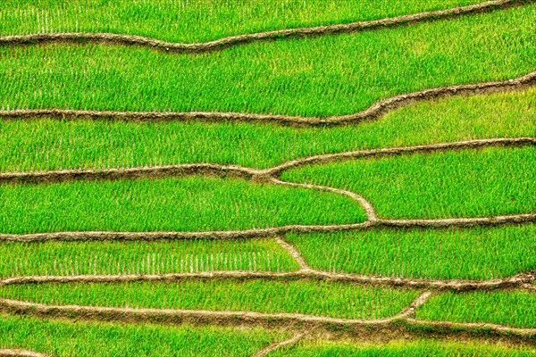 Green rice field terraces Near Sapa