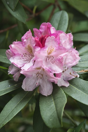 Rhododendrons