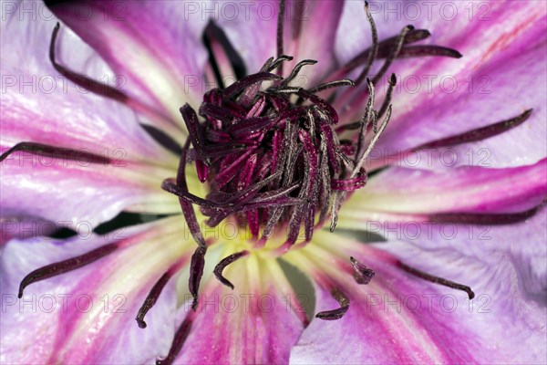 Close-up of a climbing plant