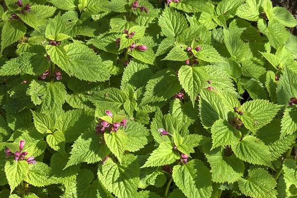 Large-flowered deadnettles