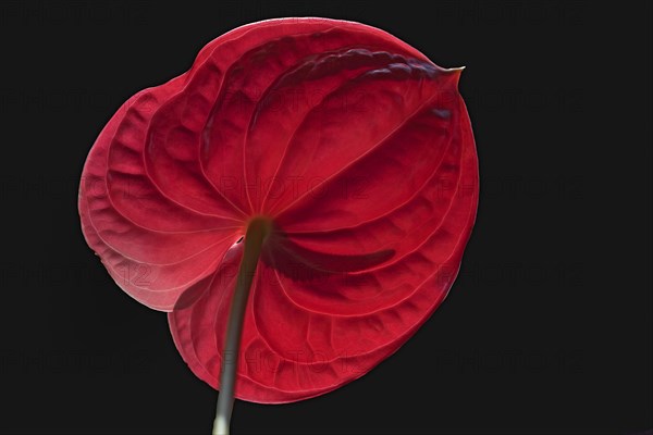 Flower of a large flamingo flower