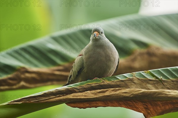 Croaking ground dove