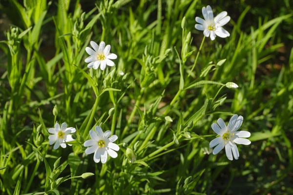 Flowering great greater stitchwort