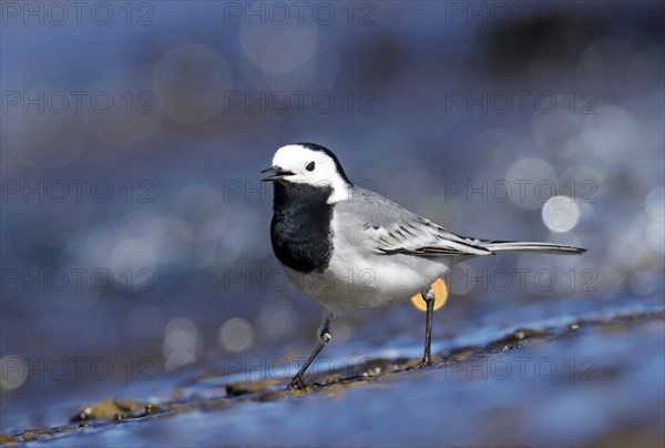 Pied Wagtail