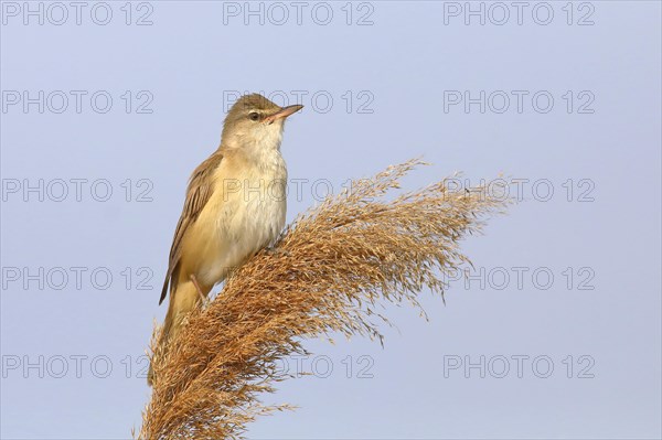 Great reed warbler