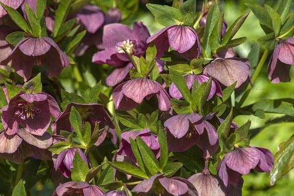 Red-flowered hellebore