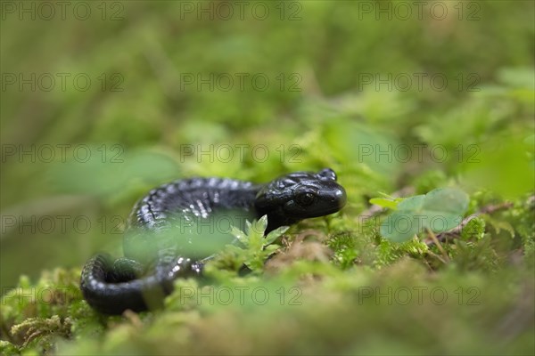 Alpine salamander