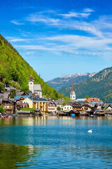 Swan in lake against Hallstatt village on Hallstatter See in Austrian alps. Salzkammergut region