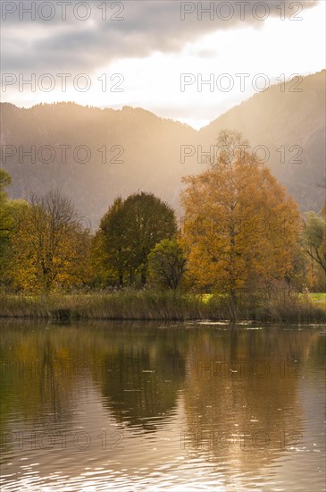 Tree at Lake Kochel in autumn