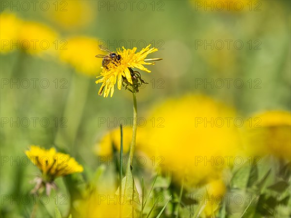 Flowering dandelion
