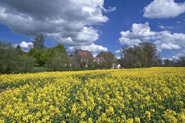 Blossoming rape