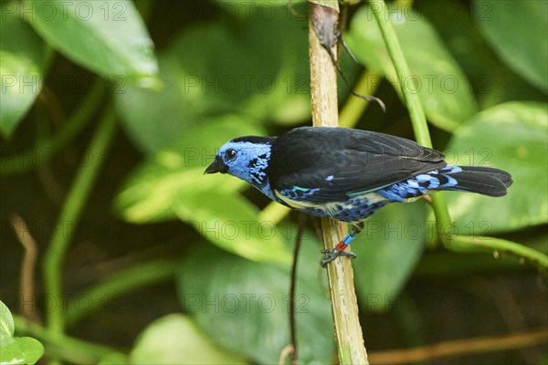 Turquoise tanager