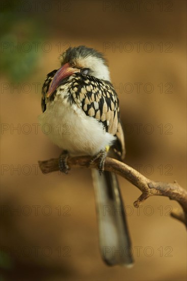 Northern red-billed hornbill