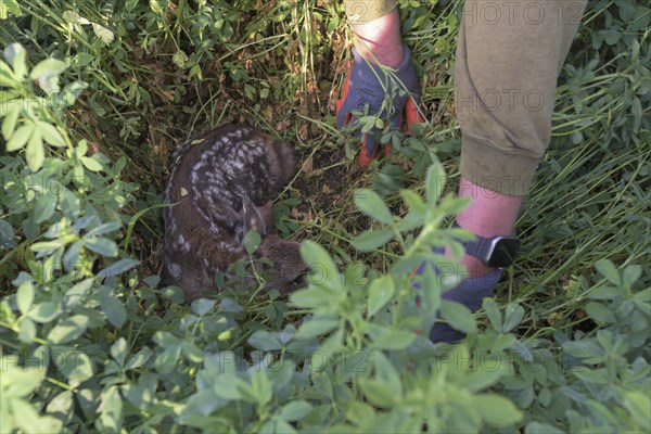 Clutch with fawn