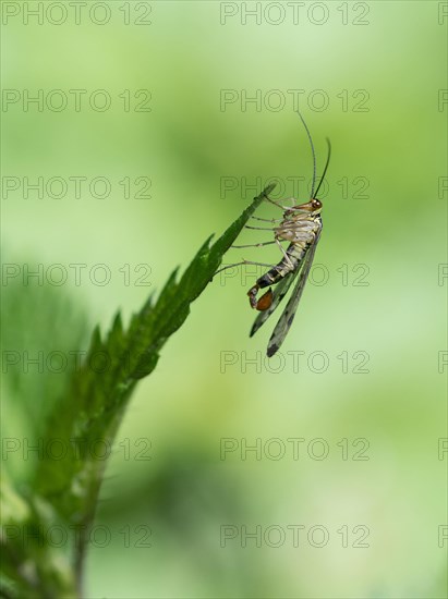 Gemeine Skorpionsfliege