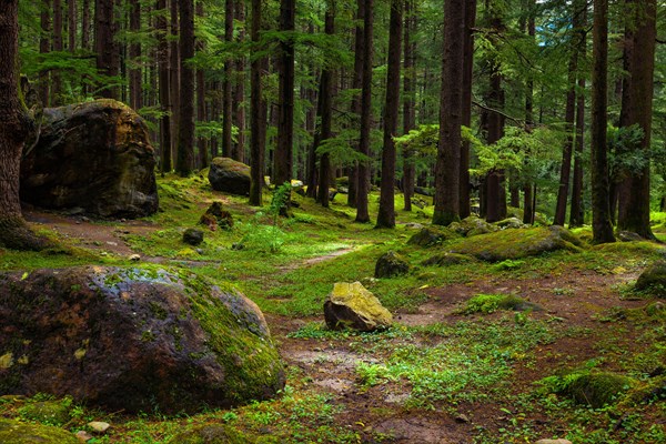 Pine forest with rocks. Manali