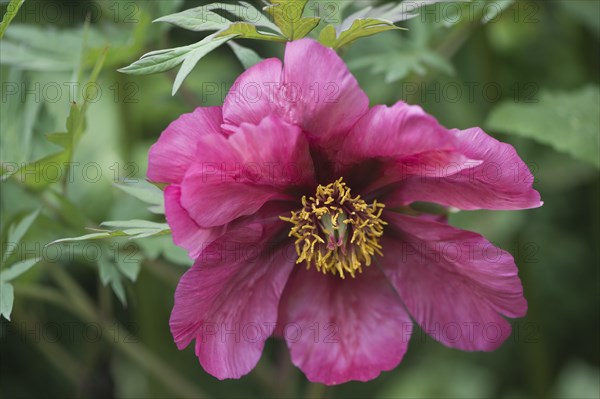 Tree peony