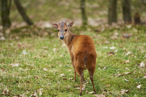 Red forest duiker