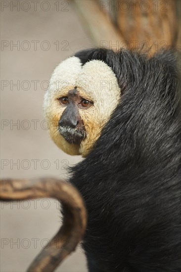 White-faced saki