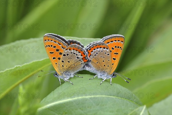 Blue iris fire butterfly