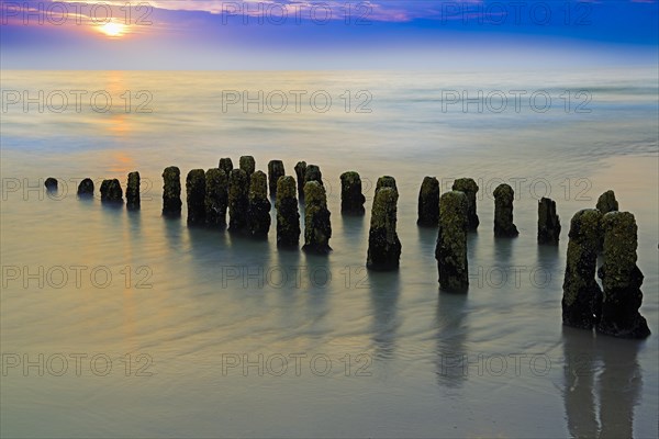 Algae-covered groynes at sunset on the beach of Rantum