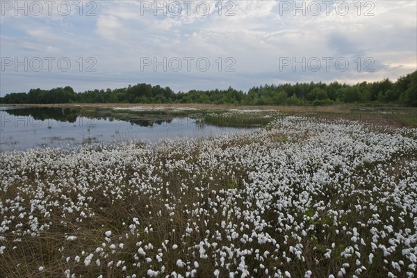 Common cottongrass