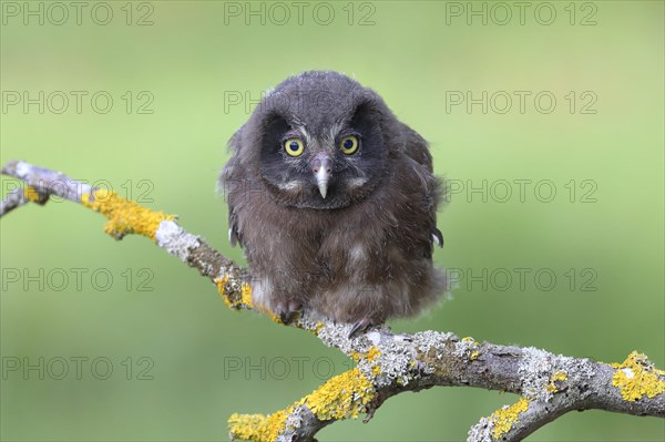 Tengmalm's Owl