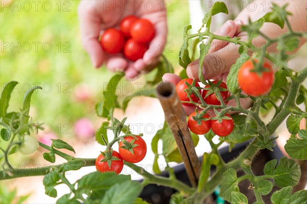 Woman picking ripe cherry tomatoes on the vine in the garden