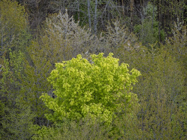 Baeume im Naturpark Schoenbuch bei Herrenberg