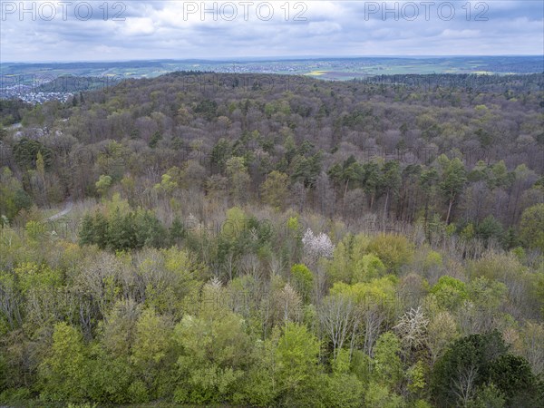 Baeume im Naturpark Schoenbuch bei Herrenberg